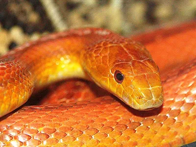 Крысиная змея - впечатляющие фото для вашего устройства