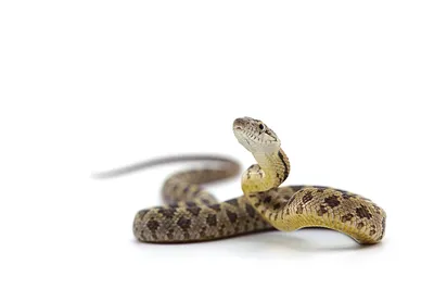 Фото Крысиная змея - превосходные изображения для вашего проекта
