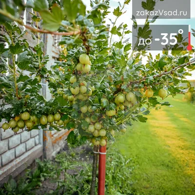 🌱 Крыжовник обыкновенный Сенатор по цене от 941 руб: саженцы - купить в  Москве с доставкой - интернет-магазин Все Сорта