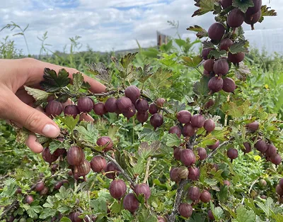 Крыжовник Мраморный | Продажа саженцев цены питомника Крымский Дачник