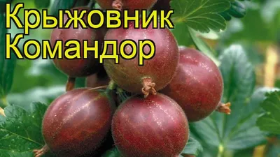 Крыжовник Командор Владил. Купить Саженцы с Доставкой в СПБ. Отправка по РФ  почтой и ТК