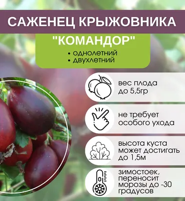 Купить Крыжовник Командор 1 шт. за 250 руб. почтой | «Сад-Эксперт» –  Плодовые деревья и кустарники