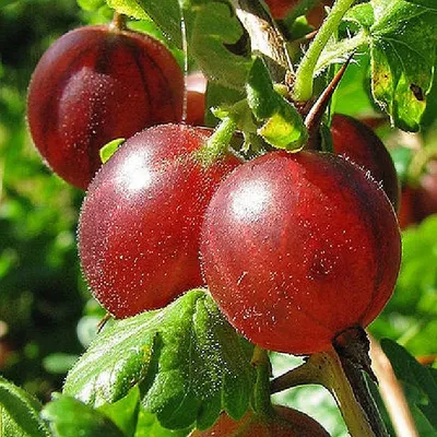 Крыжовник ягодные кустарники - купить по выгодным ценам в интернет-магазине  OZON (1113875322)
