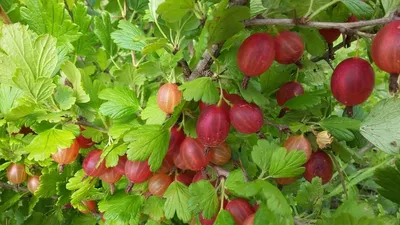 Бесшипный крыжовник: самые вкусные сорта - полезные статьи о садоводстве от  Agro-Market24