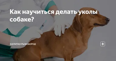 Внутримышечный укол собаке в бедро (55 фото) - картинки sobakovod.club