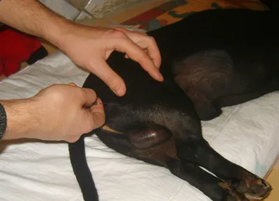 Внутримышечный укол собаке в бедро (55 фото) - картинки sobakovod.club