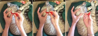 Фото кошек: самые эффективные способы обработки от блох