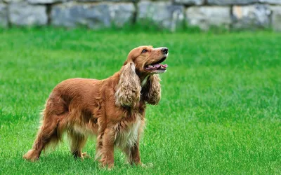 Маленькие породы собак: описания и фото | Purina