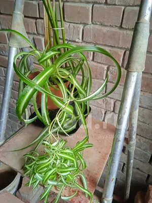 Хлорофитум кудрявый или Бонни (Chlorophytum Bonnie), молодое растение  (ID#1608640850), цена: 80 ₴, купить на Prom.ua