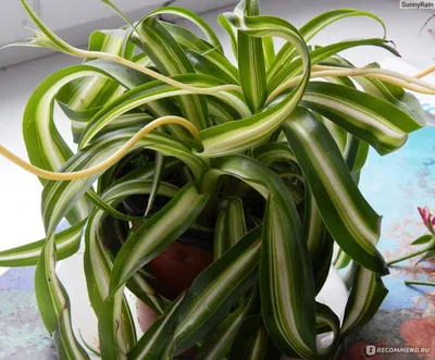 Хлорофитум Бонни кудрявый Chlorophytum Bonnie – Zeebee Market