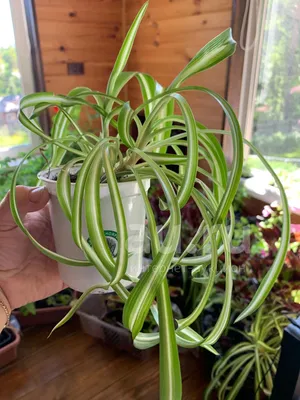 Хлорофитум Кудрявый (Chlorophytum Comosum)