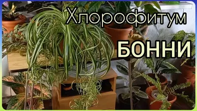 Хлорофитум кудрявый и хохлатый купить в Екатеринбурге | Объявления | Товары  для дома | Растения