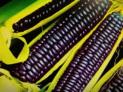 Изображение кукурузы с возможностью выбора размера