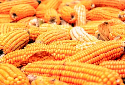 Свежая кукуруза в формате png для бесплатного скачивания