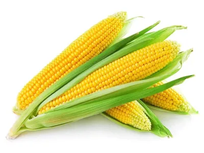 Изображение кукурузы как обои для рабочего стола