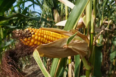 Фотография свежей кукурузы в формате webp