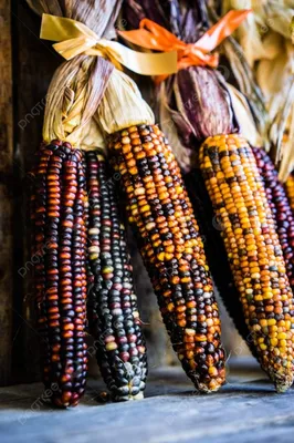 Яркое фото с початками кукурузы: ощутите их аромат