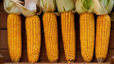 Вкусная золотистая кукуруза в высоком разрешении