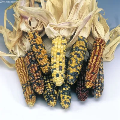 Загадочный фон с изображением кукурузы