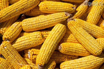 Фотография кукурузы с возможностью скачать бесплатно