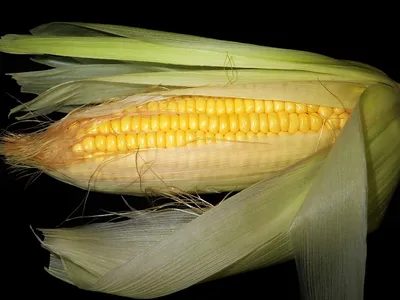 Стручки кукурузы на фоне соломы: отличная композиция