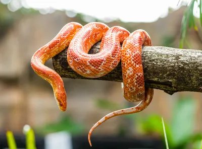 Фотография кукурузной змеи в формате WebP