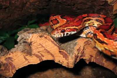 Удивительная кукурузная змея: изображение в формате PNG