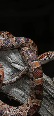 Фото кукурузной змеи скачать бесплатно в WebP