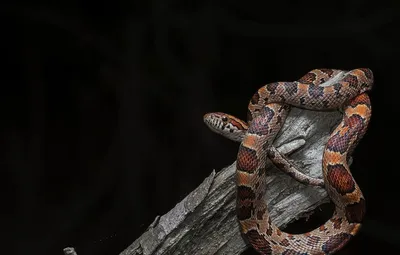 Уникальное изображение кукурузной змеи в WebP формате