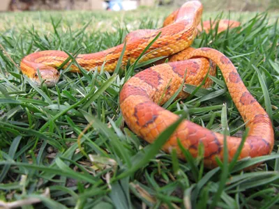 Кукурузная змея на фото: изображение в формате JPG