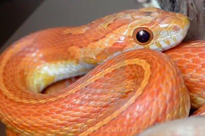 Кукурузная змея: фото с возможностью скачать в PNG