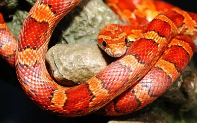 Фото кукурузной змеи с возможностью скачать в JPG