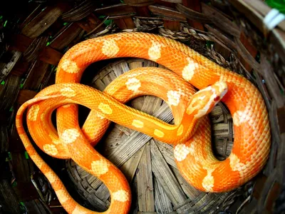 Кукурузная змея на фото: изображение в формате WebP