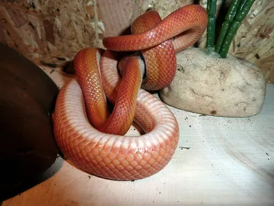 Загадочная кукурузная змея: фотография в формате PNG