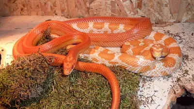 Фото кукурузной змеи с возможностью скачать в JPG