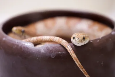 Кукурузная змея на фоне природы: фото в формате PNG