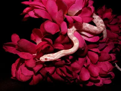 Кукурузная змея: фотография в формате PNG