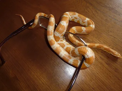 Уникальное изображение кукурузной змеи в WebP формате