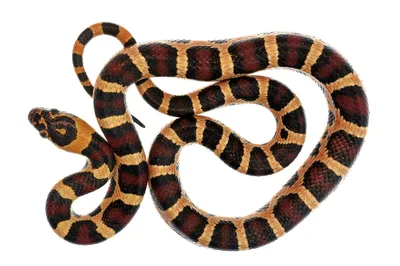 Кукурузная змея: фото скачать бесплатно в хорошем качестве