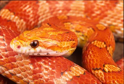 Изображение кукурузной змеи в WebP формате
