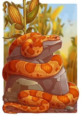 Скачать фото кукурузной змеи бесплатно в хорошем качестве