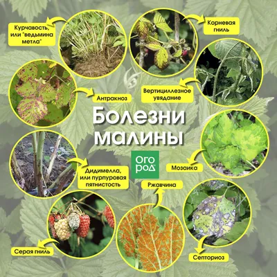 Методы борьбы с болезнями малины | Полезные советы от GREEN BELT