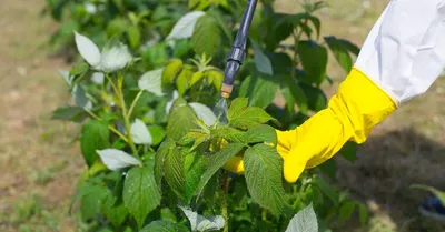 🐛🍓Самые опасные болезни и вредители смородины, малины и крыжовника. Чем  обработать кустарники от мучнистой росы