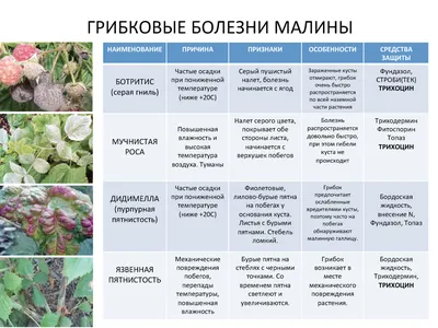 Чем обработать малину от болезней и вредителей | В саду (Огород.ru)