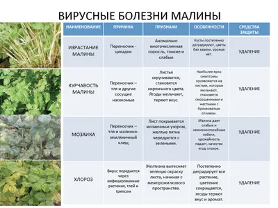 Саженцы Русский Огород Плодовые кустарники туба в ассортименте 200 г -  характеристики и описание на Мегамаркет