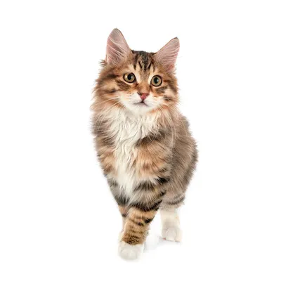 Кружевное кошачье ушко Курильского бобтейл: живописное изображение