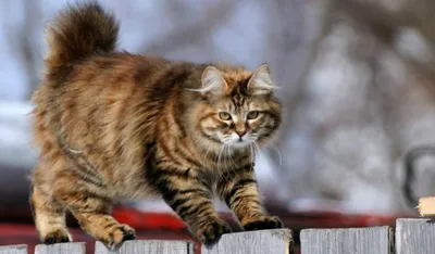 Уникальные фото Курильского бобтейл кошки для скачивания