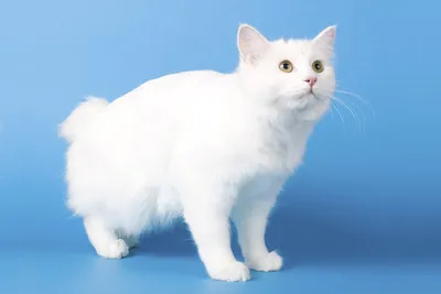 Кошка породы Курильский бобтейл на фото: скачать бесплатно и легко