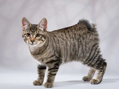 Фантастическое изображение Курильского бобтейл кошки в jpg формате