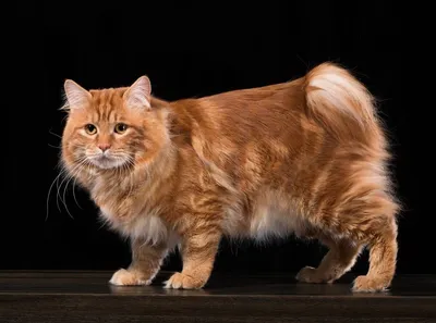 Уникальные фотографии Курильского бобтейл кошки в различных форматах